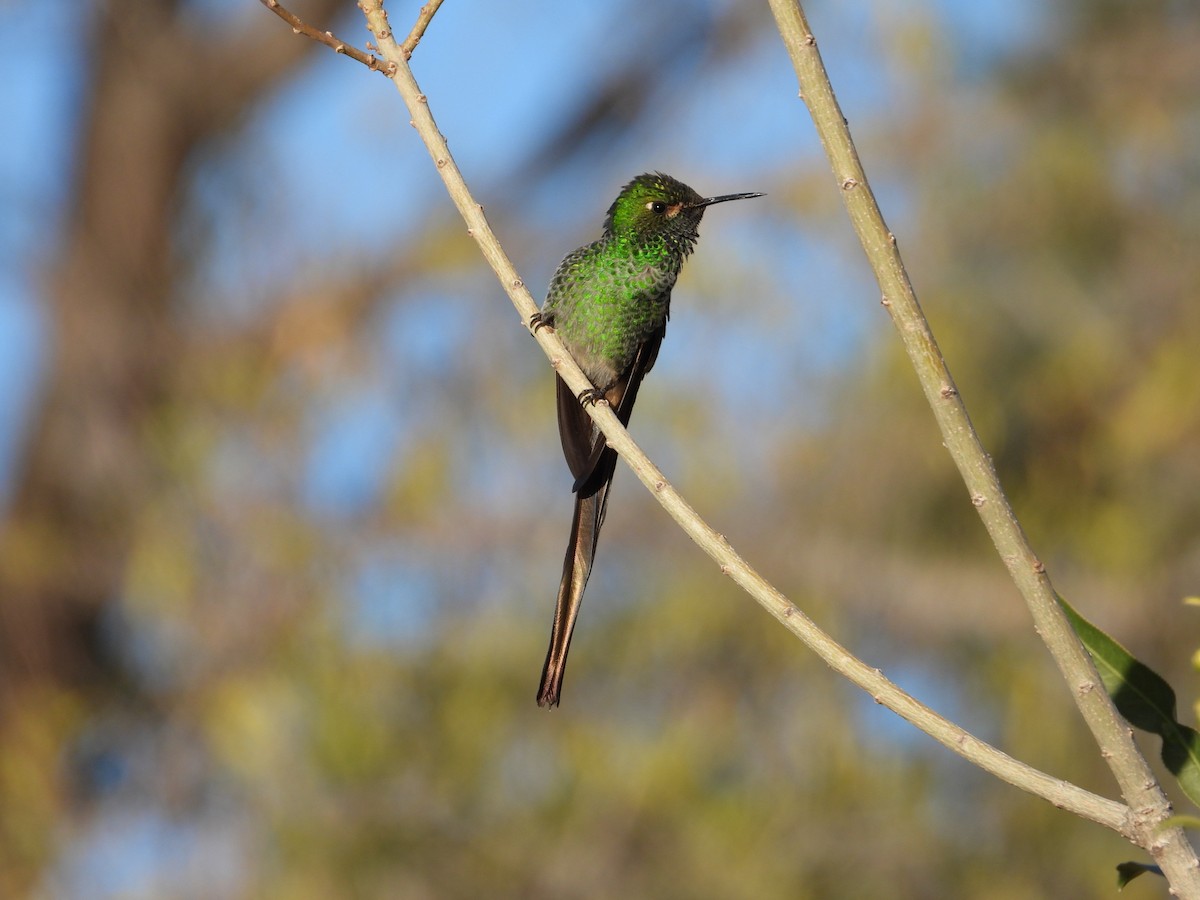 Red-tailed Comet - ML617203227