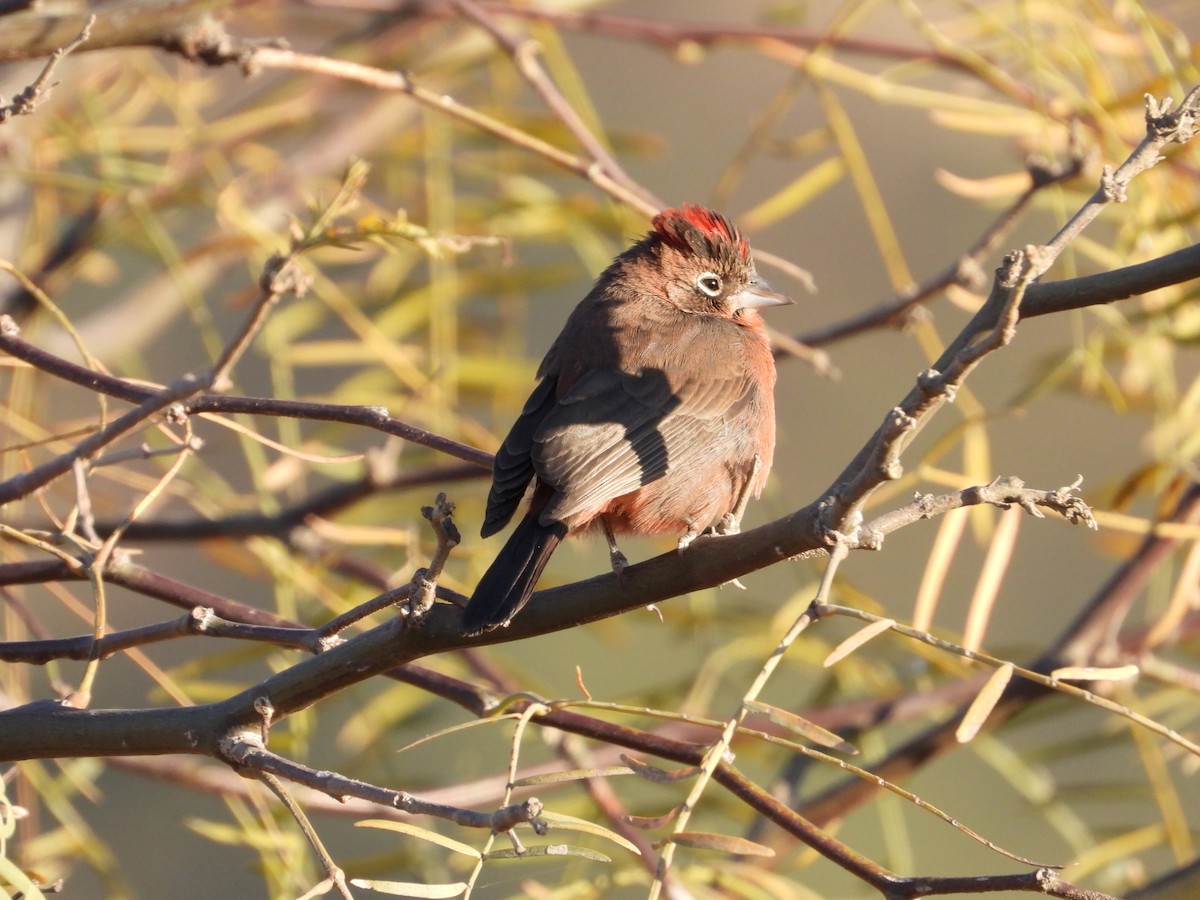 Red-crested Finch - ML617203338