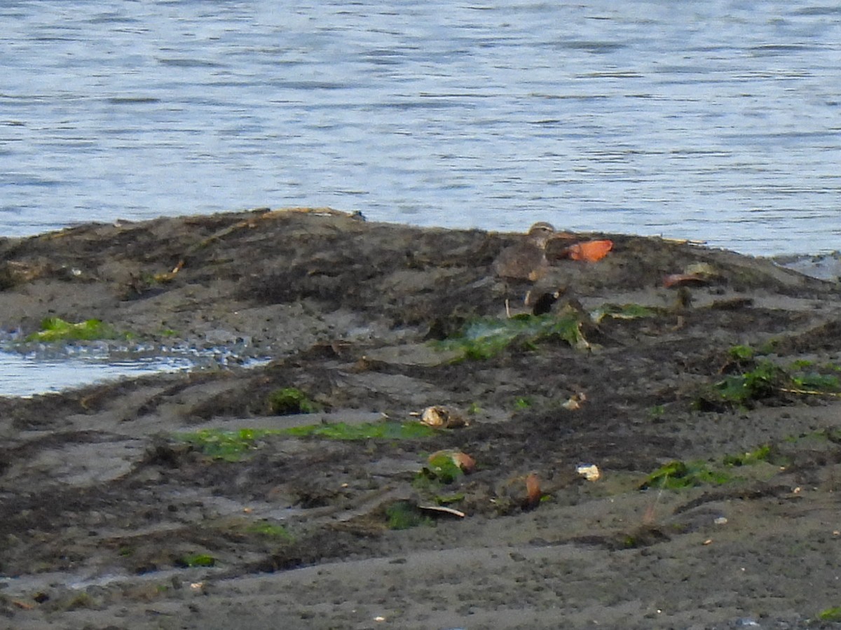 Spotted Sandpiper - ML617203367