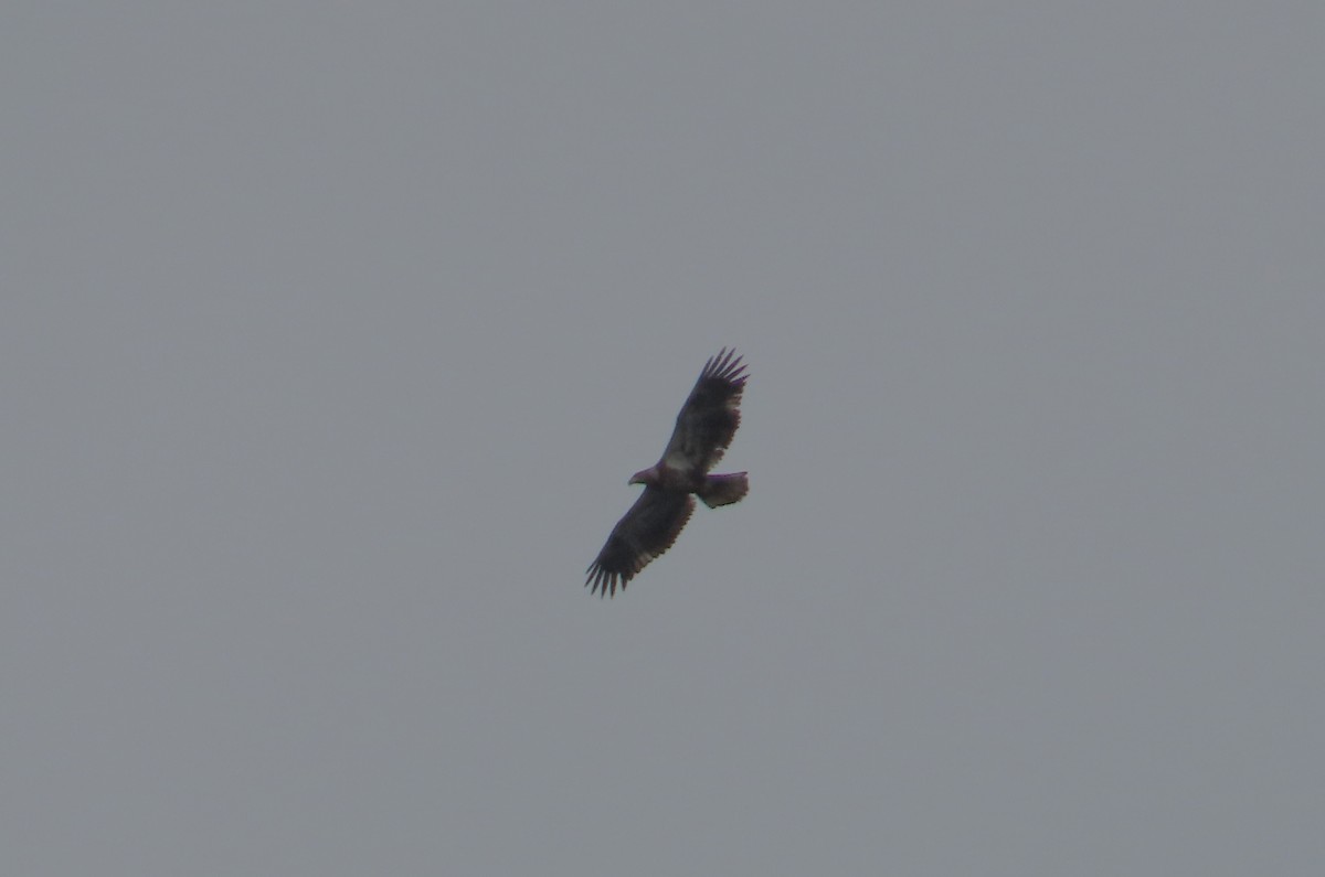 Bald Eagle - ML617203374