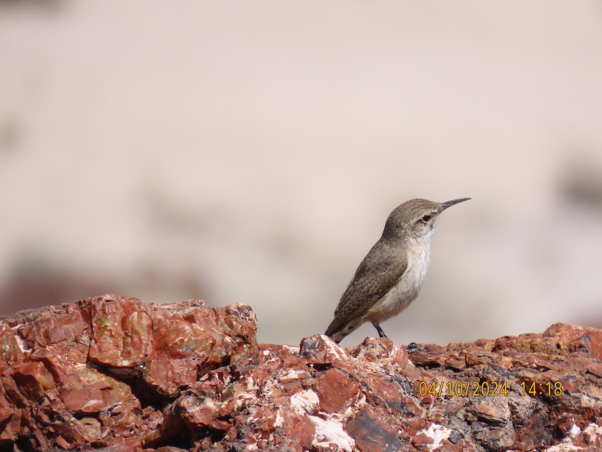 Rock Wren - ML617203382