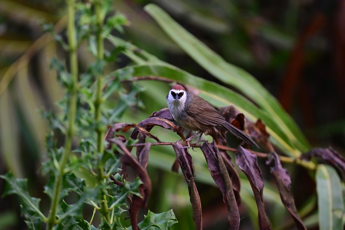 Chestnut-capped Babbler - ML617203396