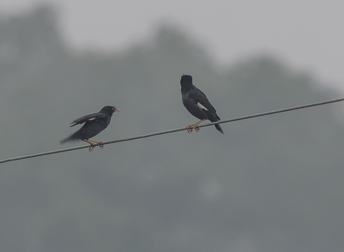 Crested Myna - ML61720341