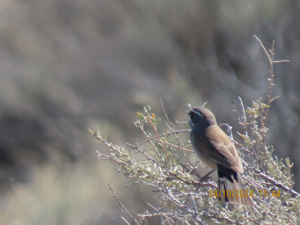 Black-throated Sparrow - ML617203436