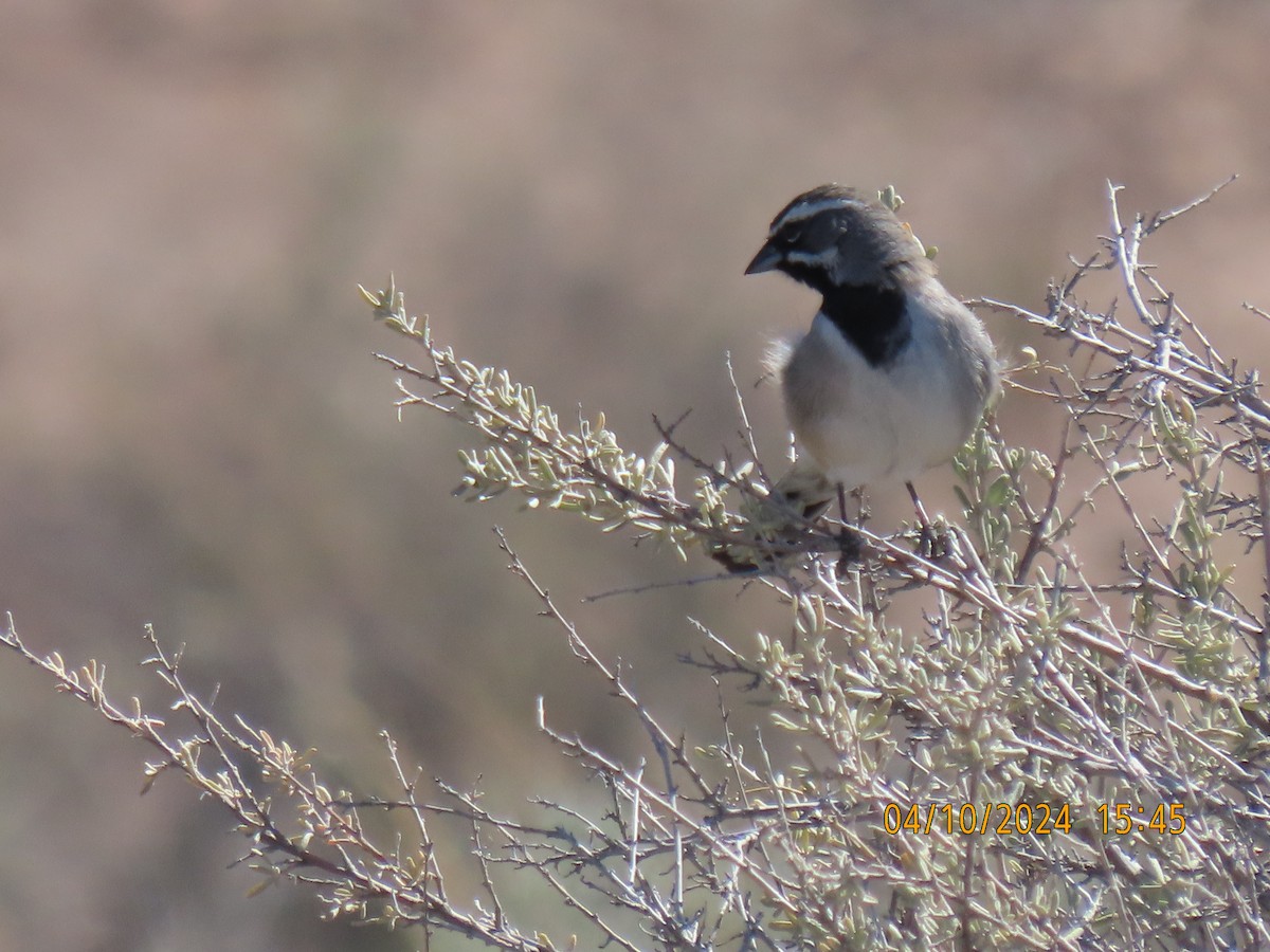 Black-throated Sparrow - ML617203438