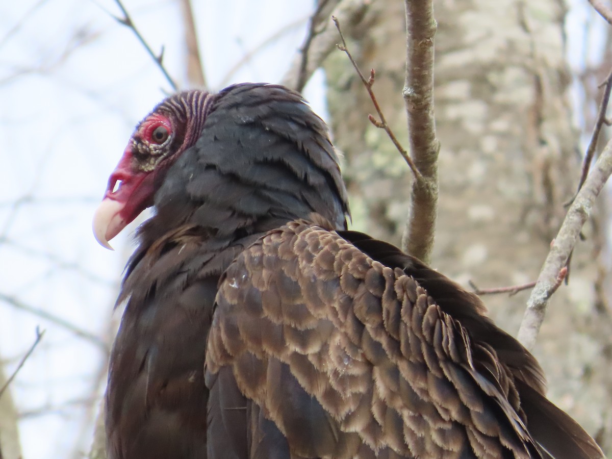 Turkey Vulture - Ernie LeBlanc