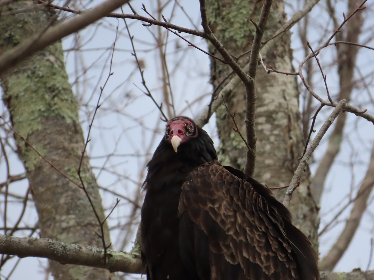 Turkey Vulture - ML617203464