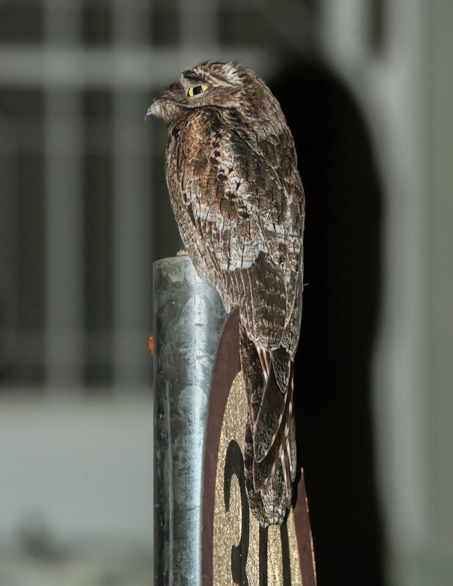 Common Potoo - ML617203470