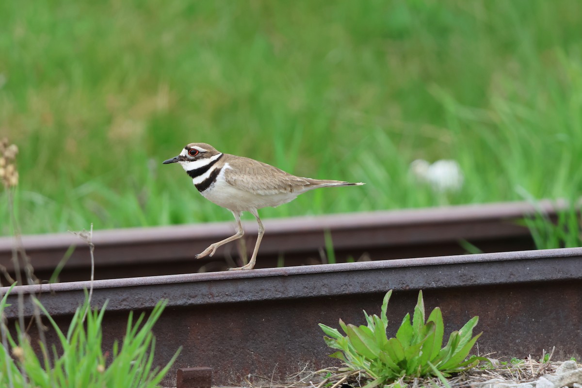 Killdeer - ML617203497