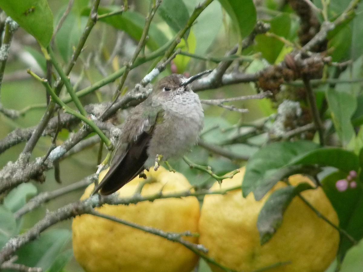 Spot-throated Hummingbird - Rose Ann Rowlett