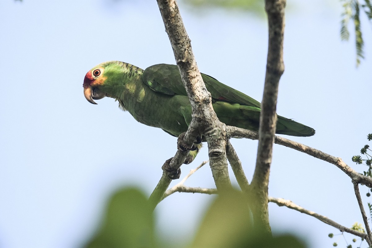 Red-lored Parrot - ML617203553