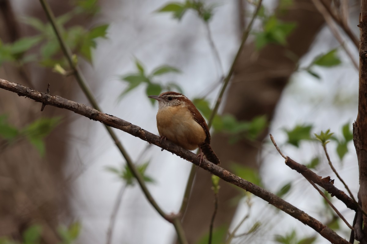 Carolina Wren - Janice Farral