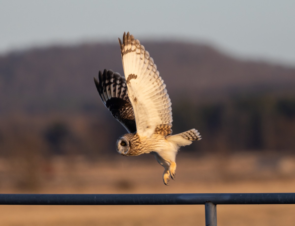 Hibou des marais (flammeus) - ML617203609