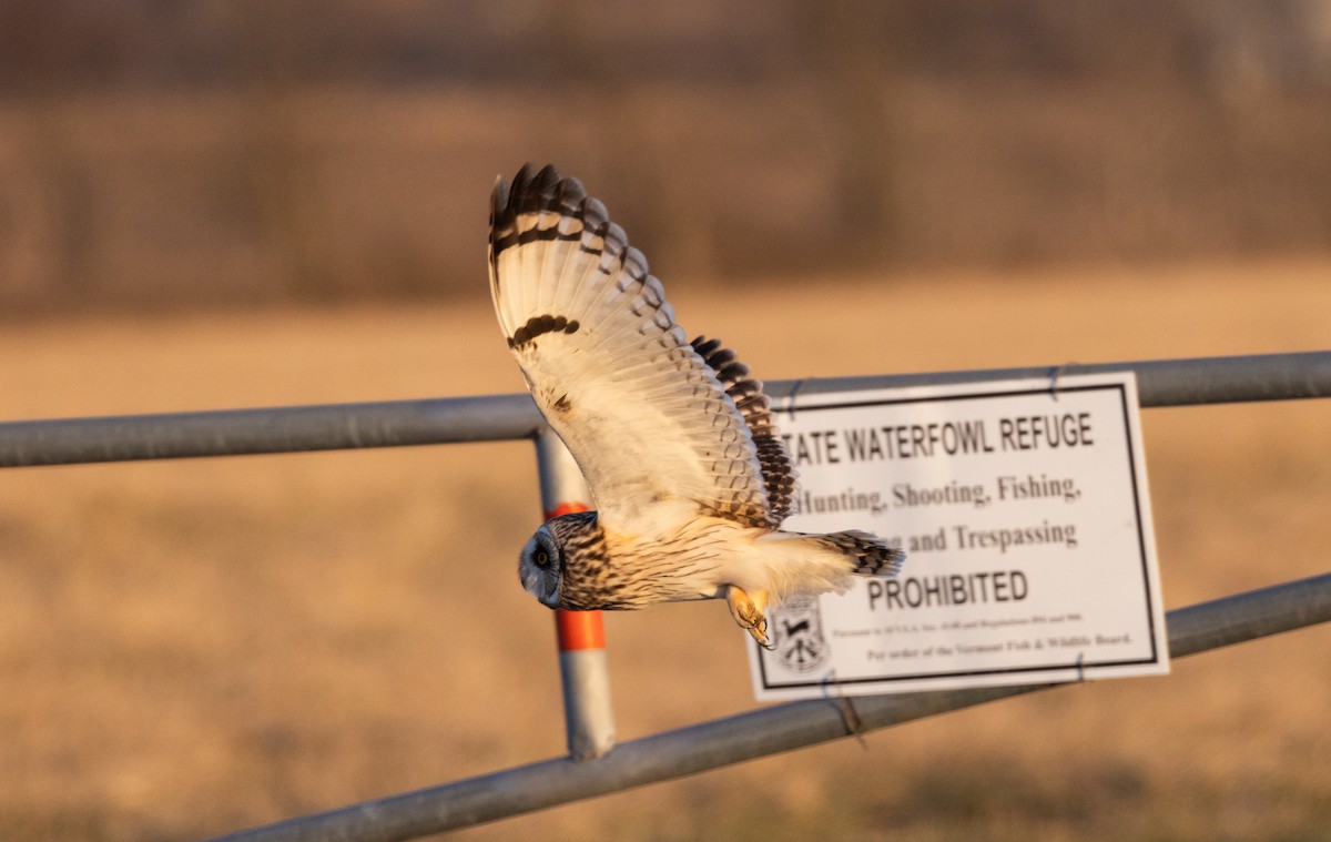 Short-eared Owl (Northern) - Jay McGowan