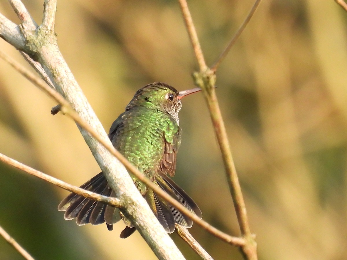 Glittering-throated Emerald - Jhon Carlos Andres Rivera Higuera