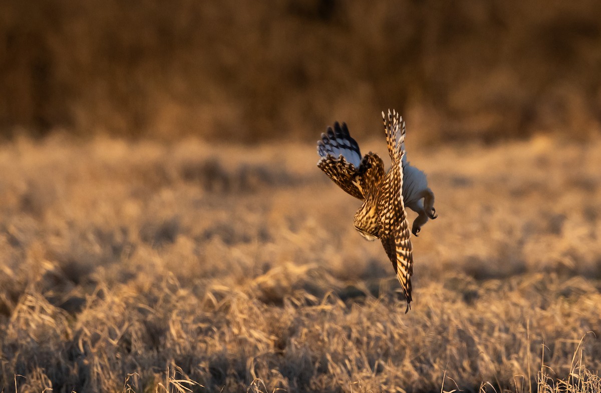 Hibou des marais (flammeus) - ML617203626