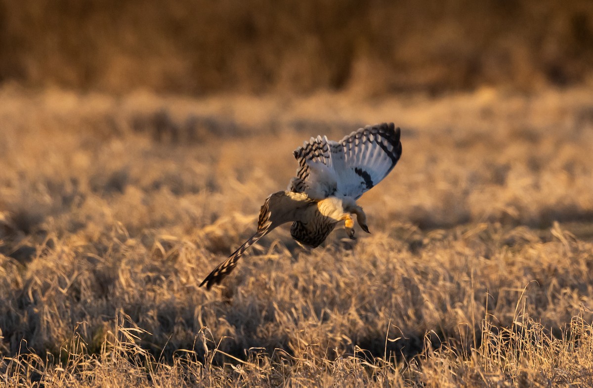 Short-eared Owl (Northern) - ML617203628