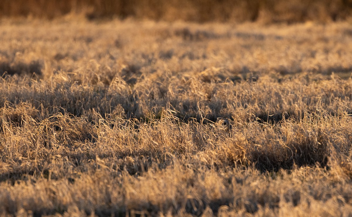 Short-eared Owl (Northern) - ML617203632