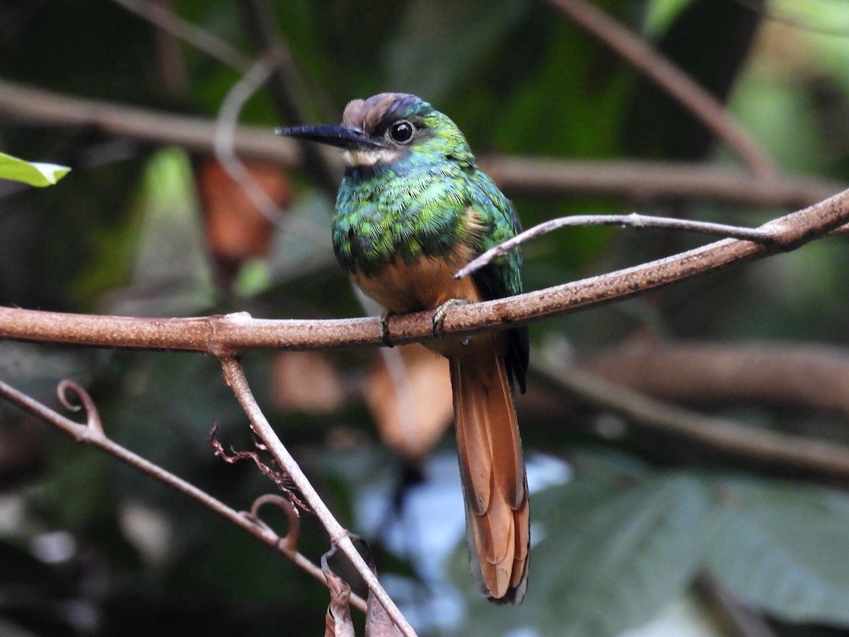 White-chinned Jacamar - Jhon Carlos Andres Rivera Higuera