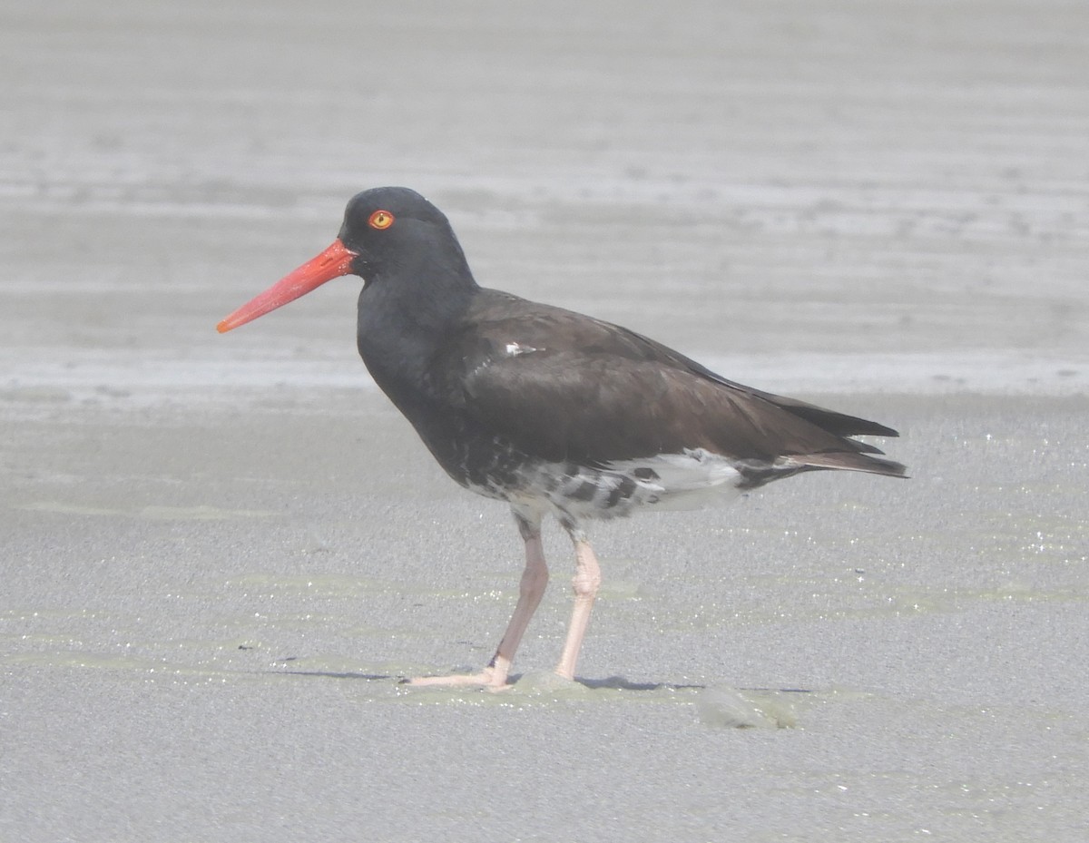 American x Black Oystercatcher (hybrid) - ML617203655