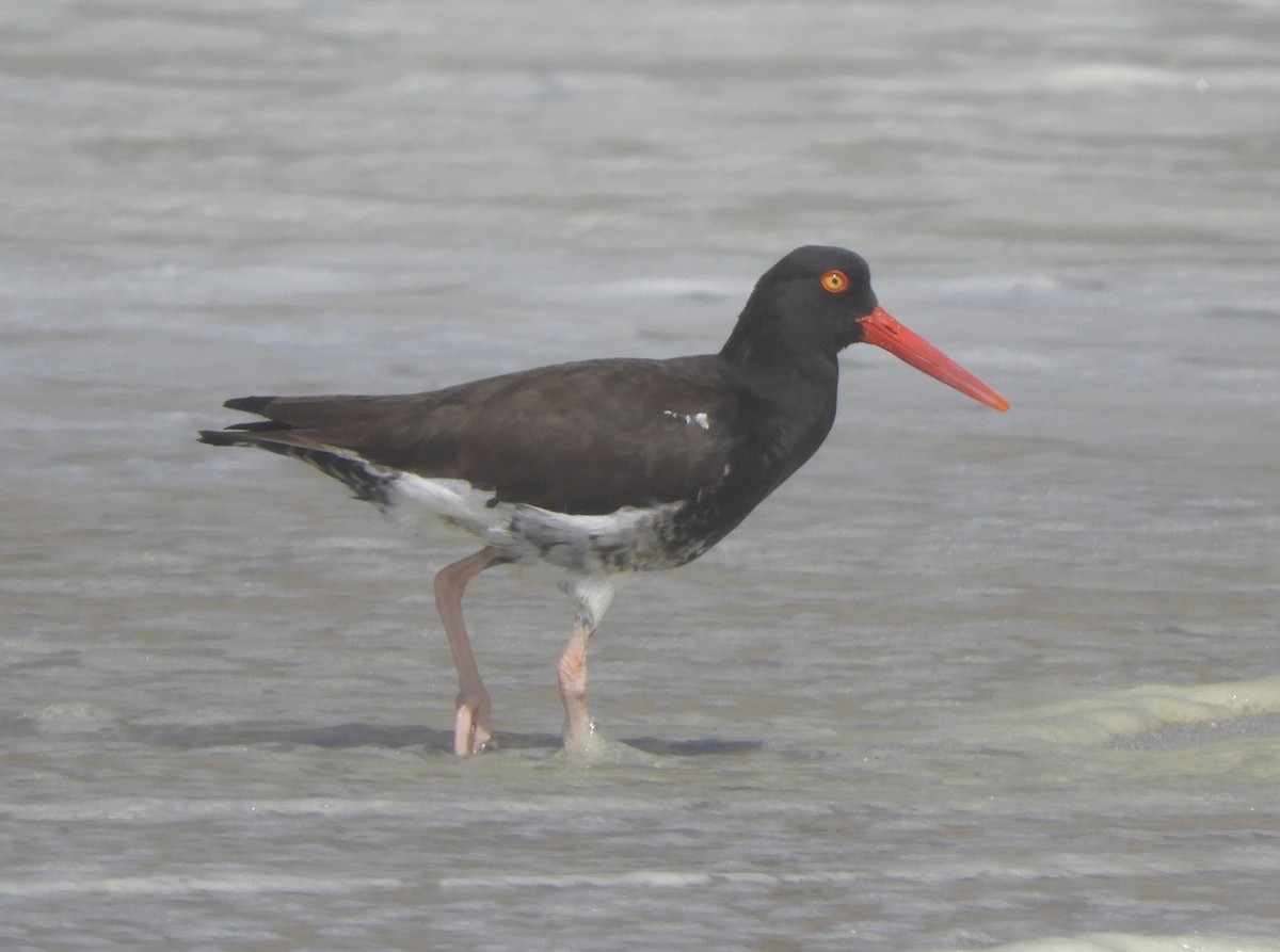 American x Black Oystercatcher (hybrid) - ML617203656