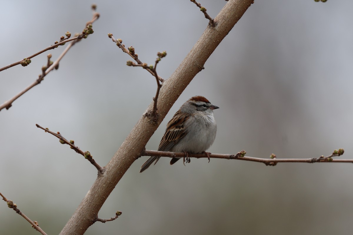 Chipping Sparrow - ML617203666