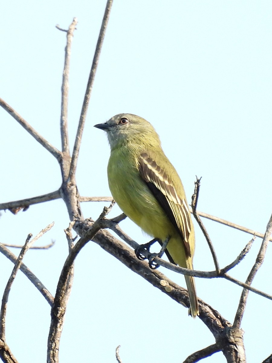 Yellow-crowned Tyrannulet - Jhon Carlos Andres Rivera Higuera