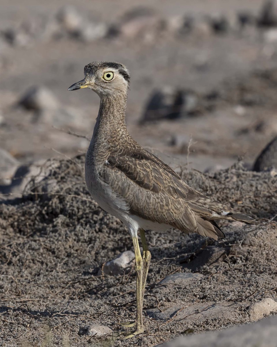 Peruvian Thick-knee - ML617203670