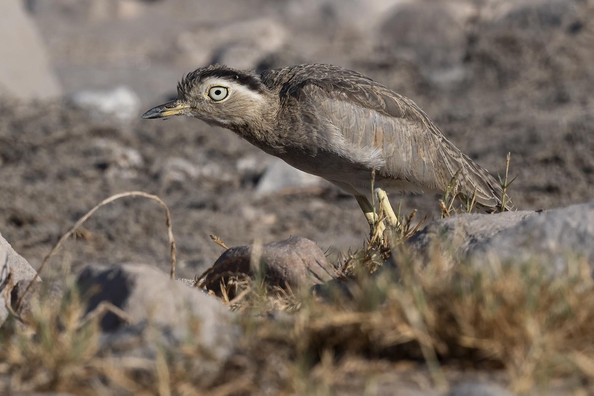 Peruvian Thick-knee - VERONICA ARAYA GARCIA