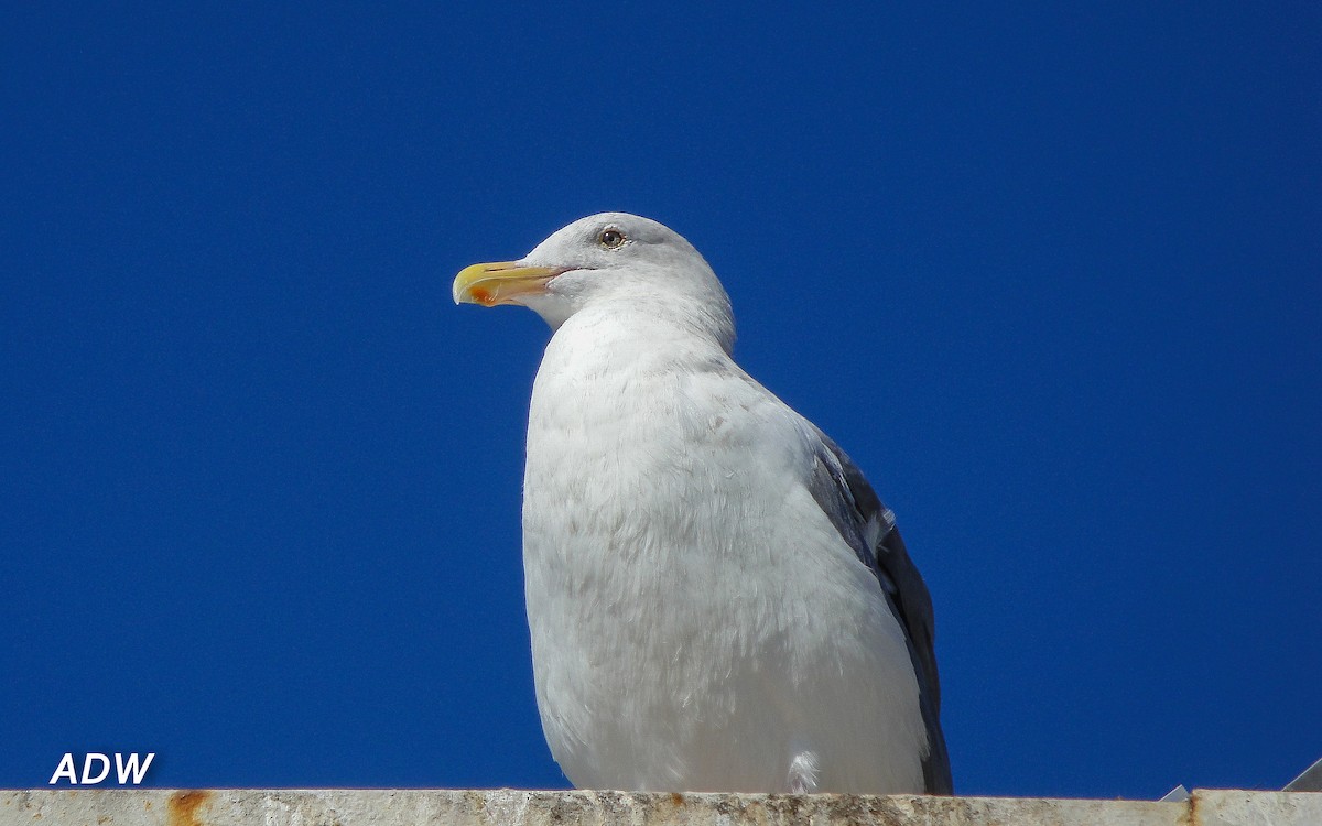 Western Gull - ML617203698