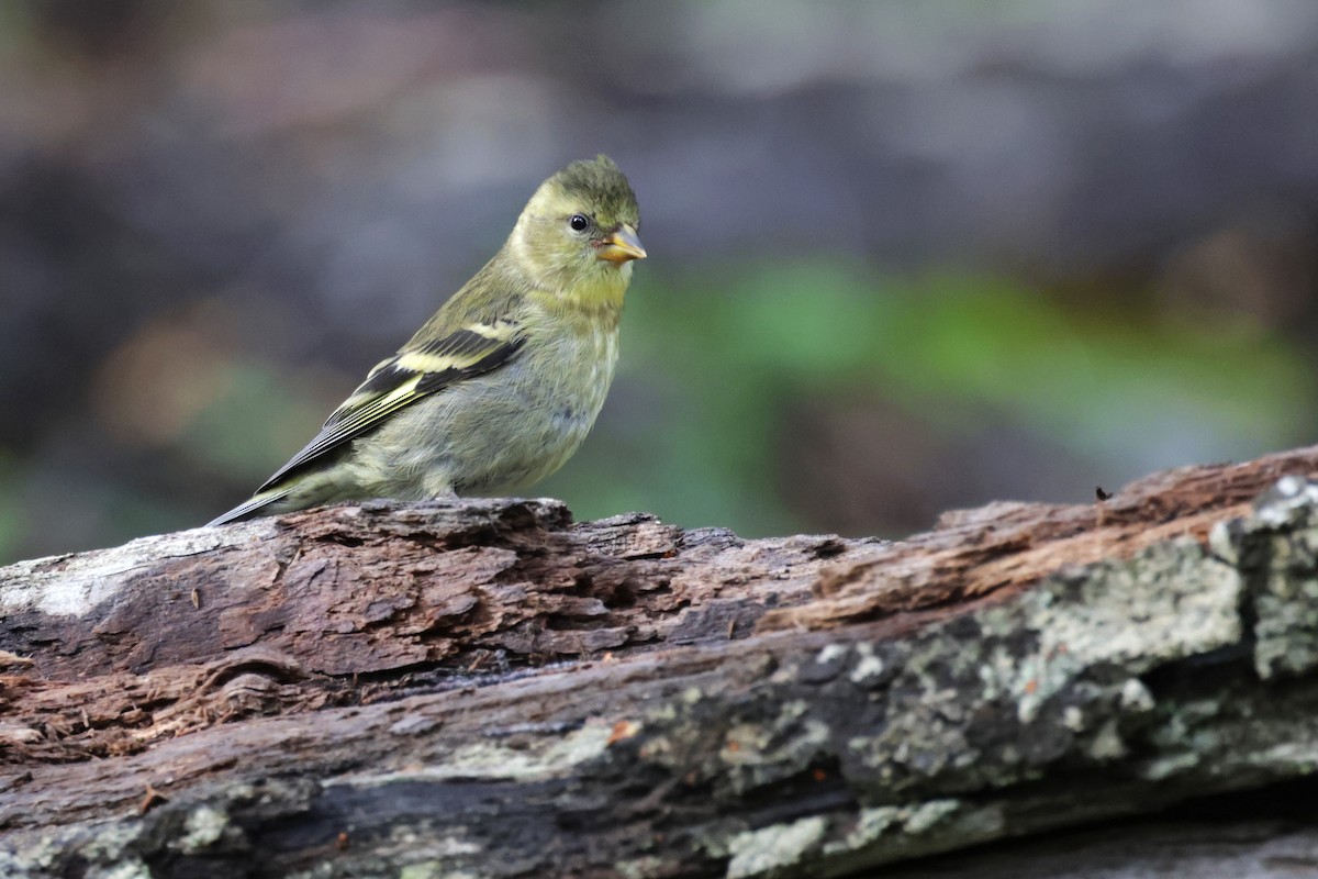 Black-chinned Siskin - ML617203718