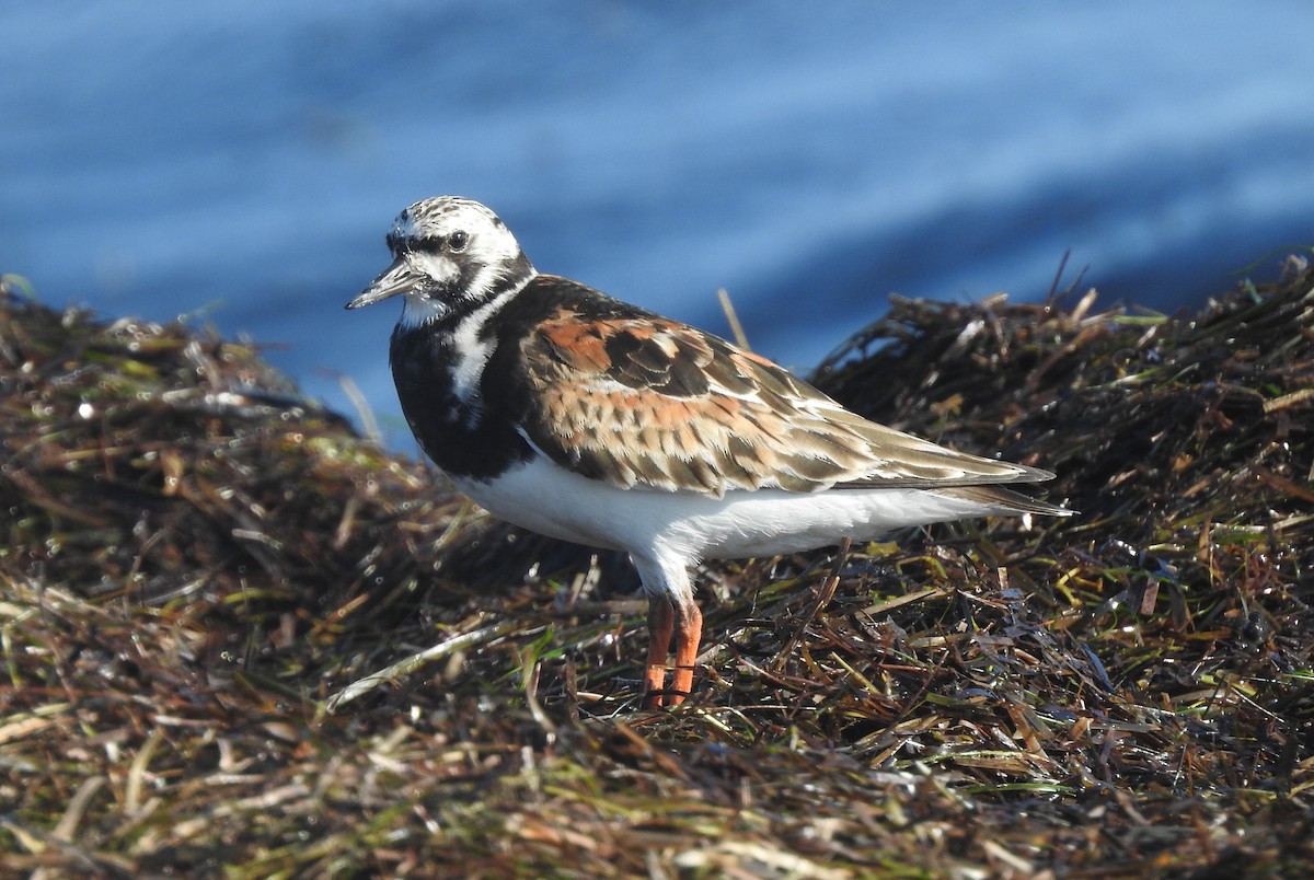 Ruddy Turnstone - ML617203752