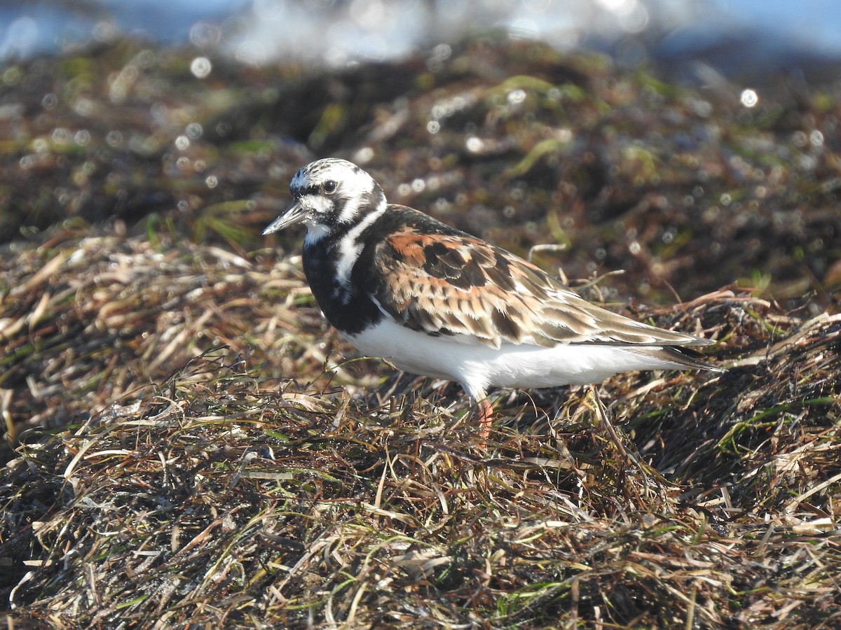 Ruddy Turnstone - ML617203785