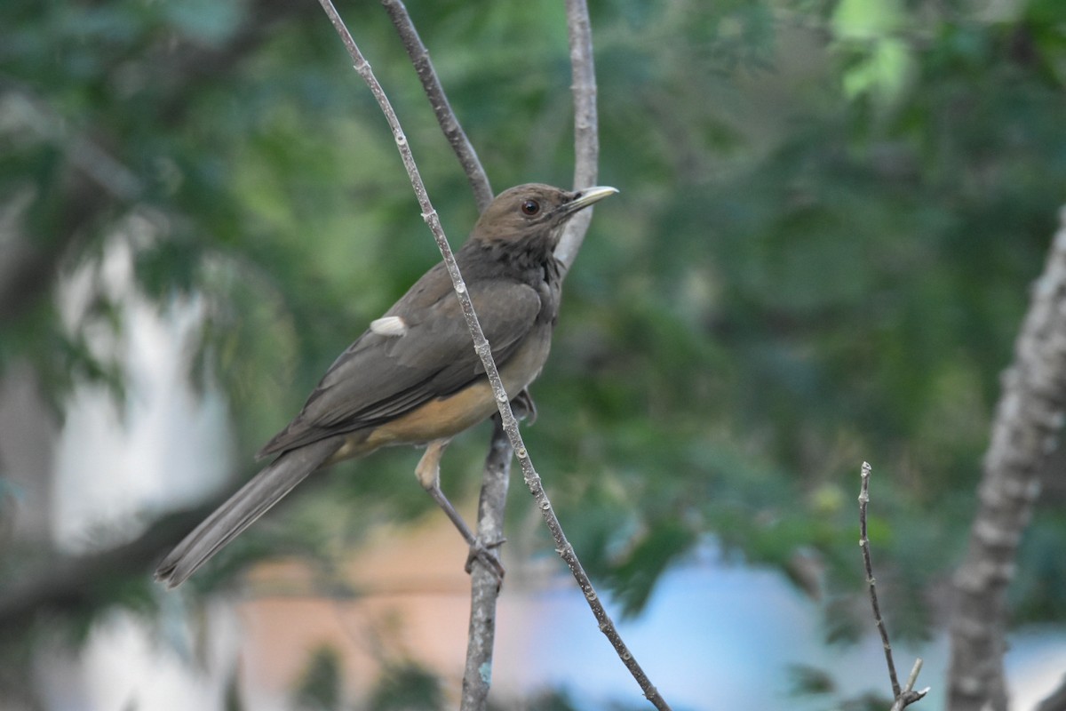 Clay-colored Thrush - ML617203796