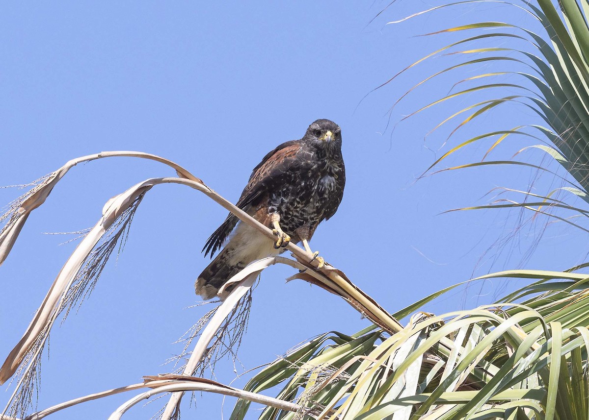 Harris's Hawk - ML617203799