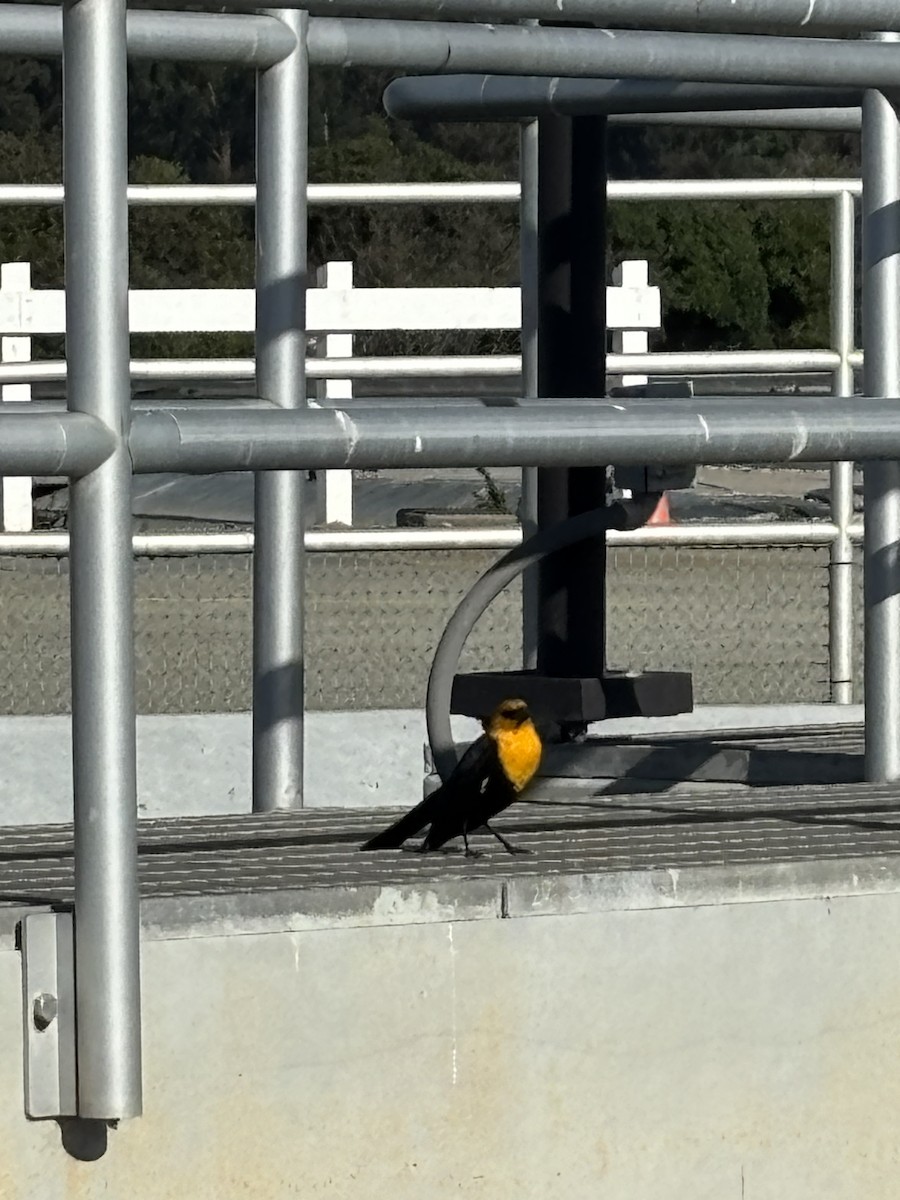 Yellow-headed Blackbird - ML617203825