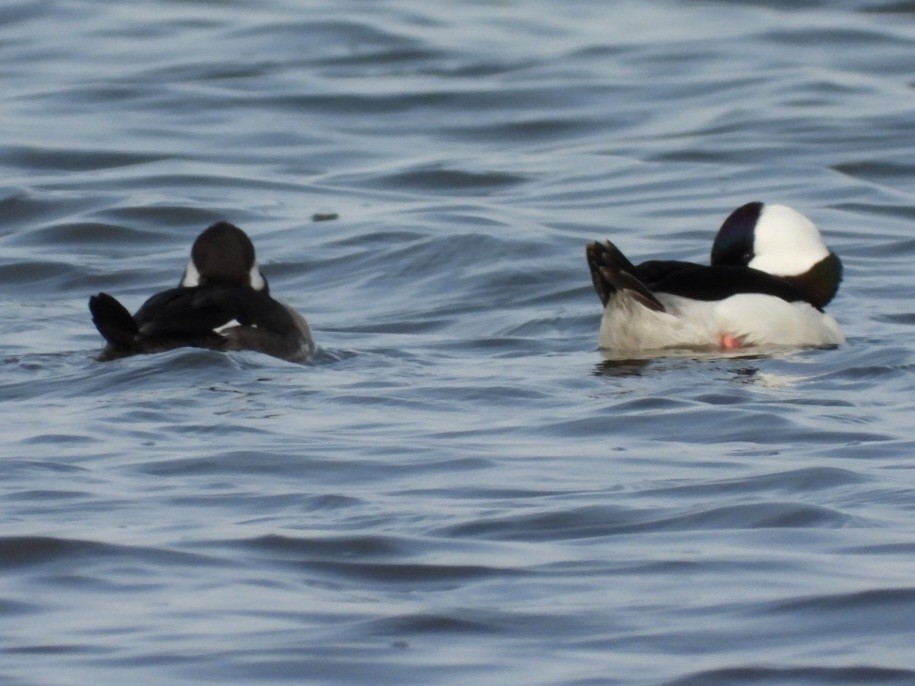 Bufflehead - ML617203850