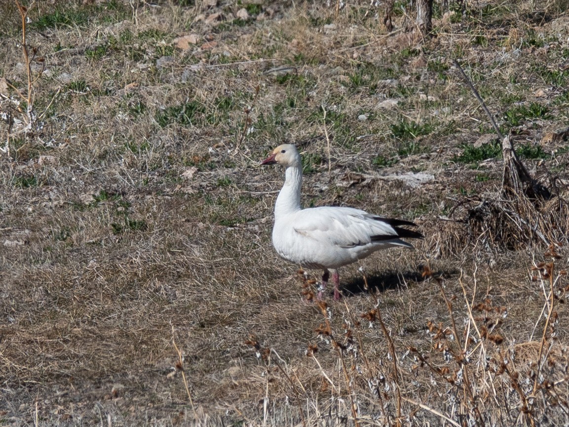 Snow Goose - Susan Drown