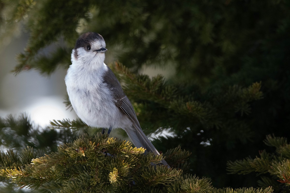 Arrendajo Canadiense (obscurus/griseus) - ML617203902