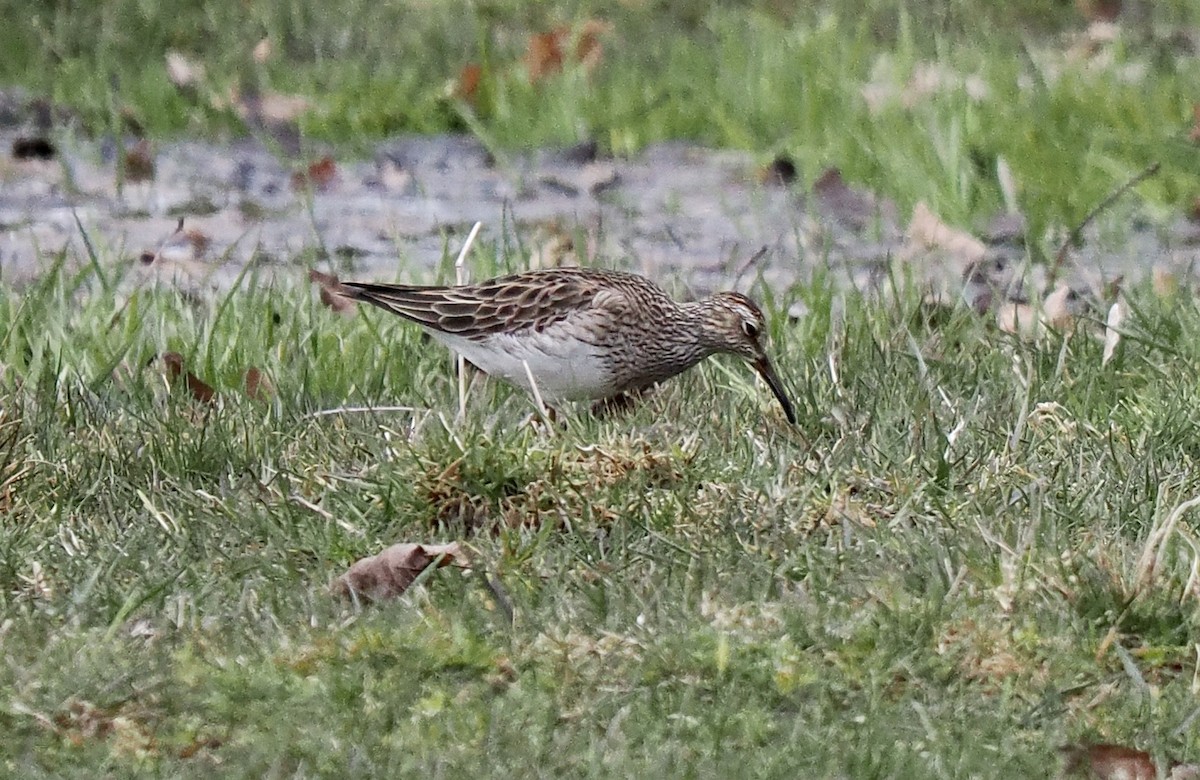 Pectoral Sandpiper - ML617203919