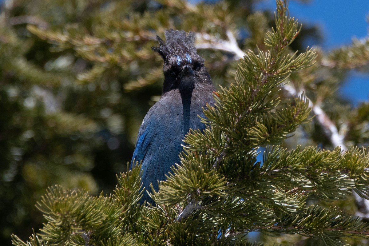 Steller's Jay (Coastal) - ML617203921