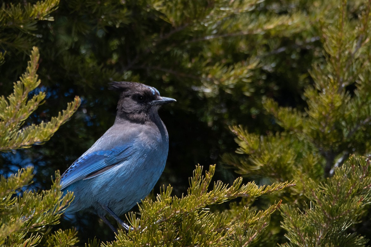 Steller's Jay (Coastal) - ML617203922