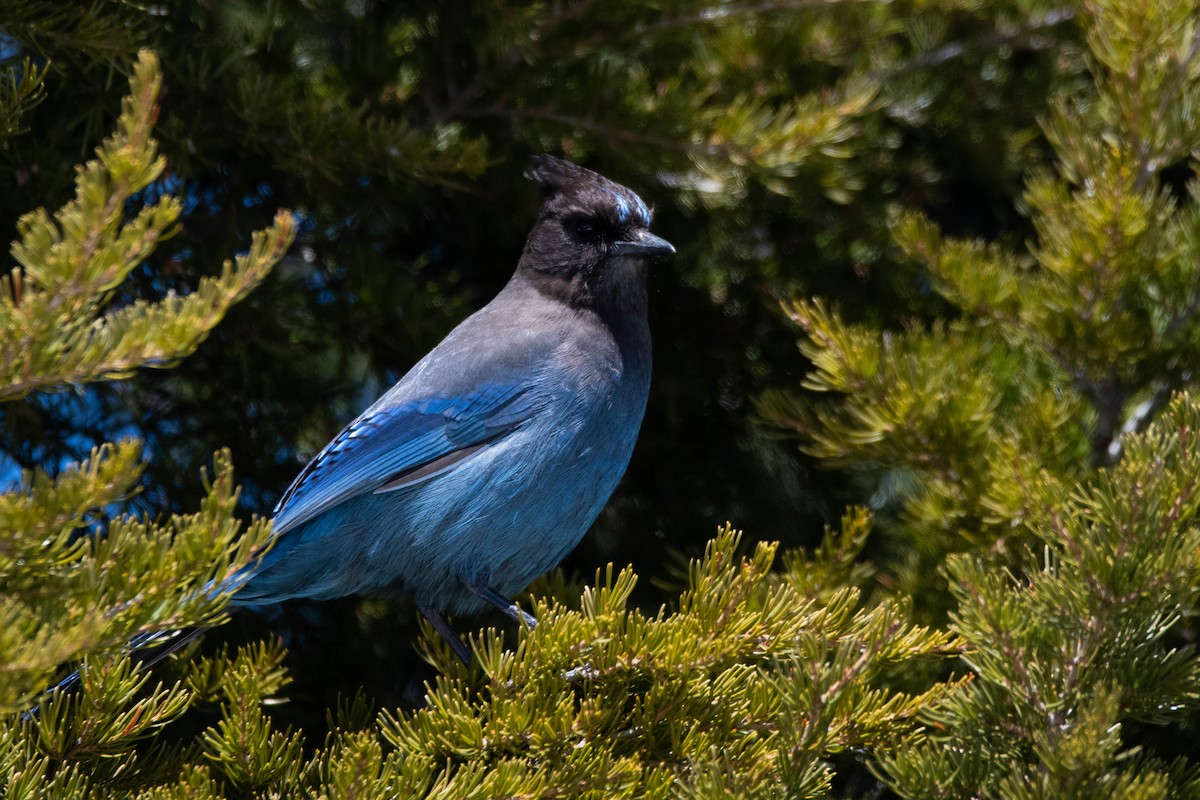 Steller's Jay (Coastal) - ML617203923