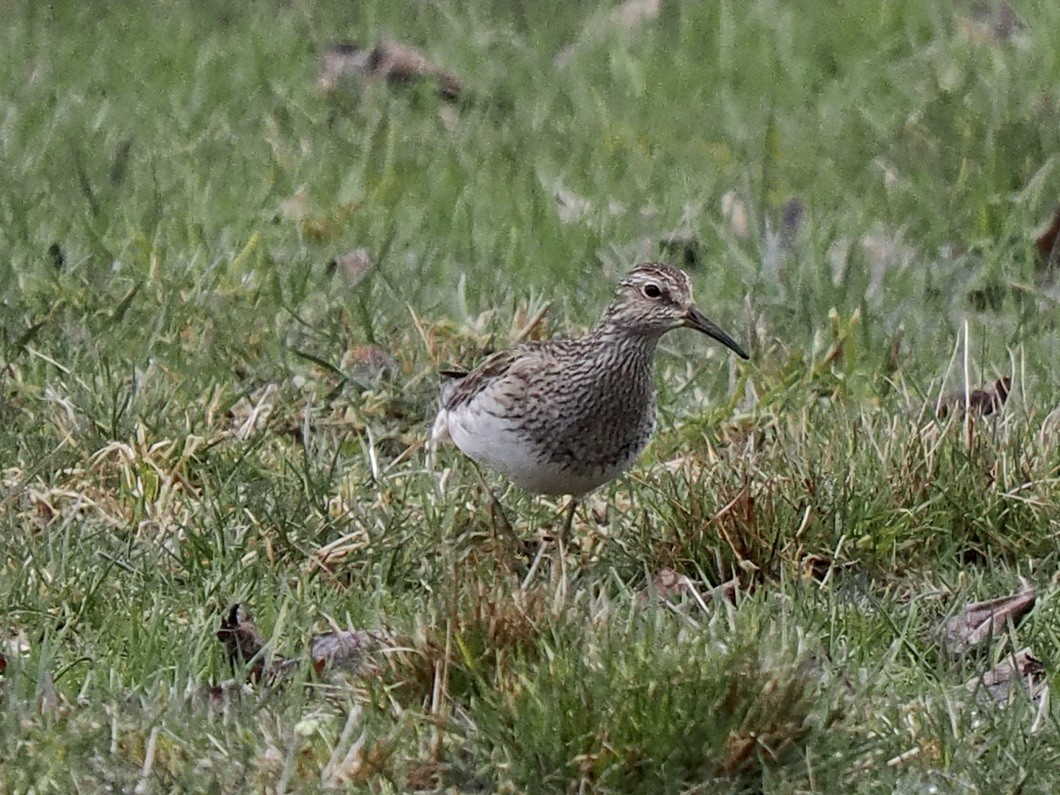 Graubrust-Strandläufer - ML617203924