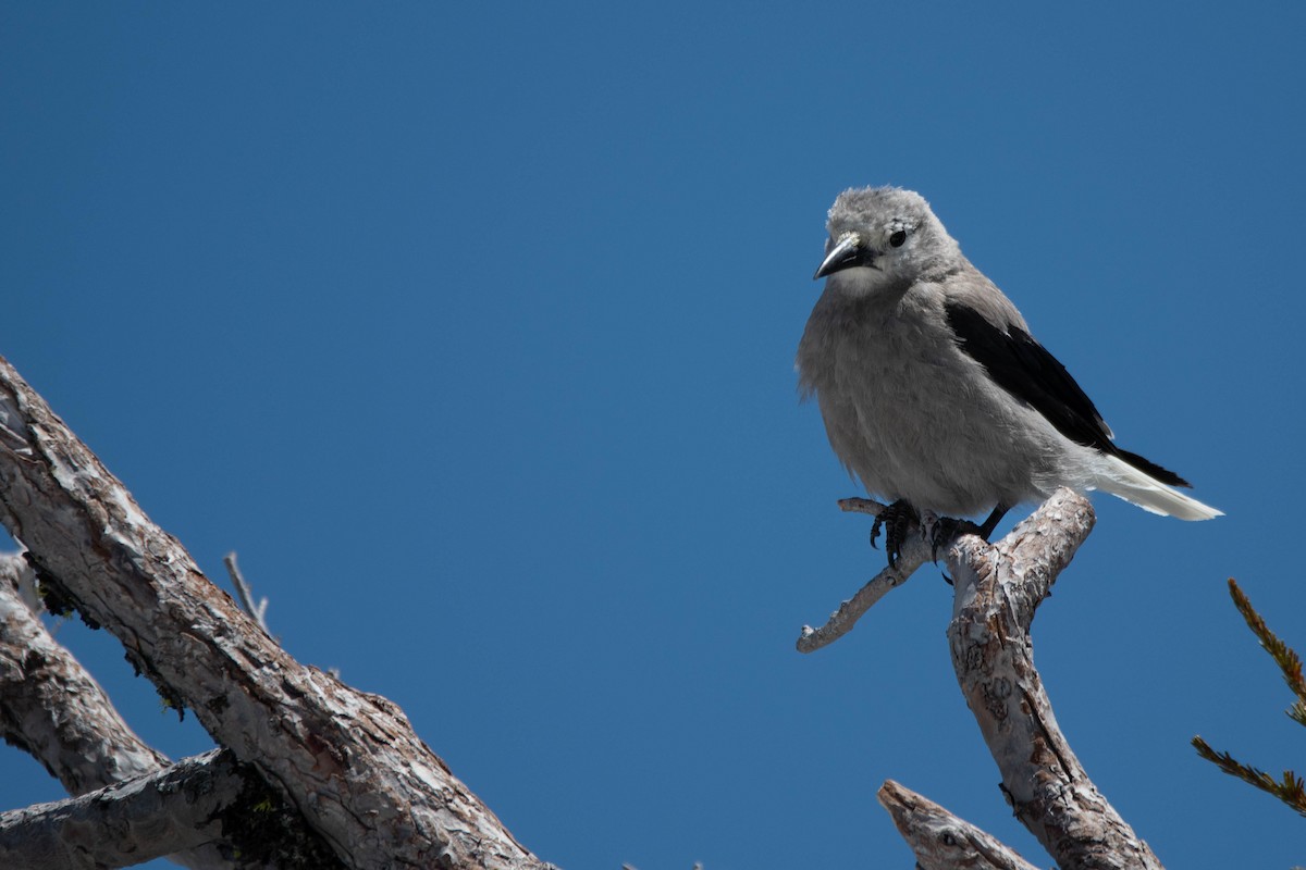 Clark's Nutcracker - ML617203930