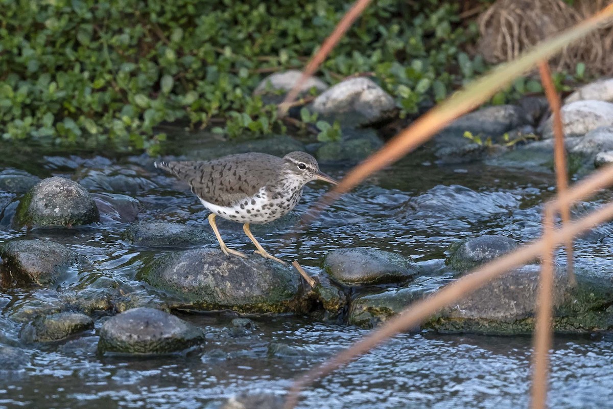 Spotted Sandpiper - ML617203932