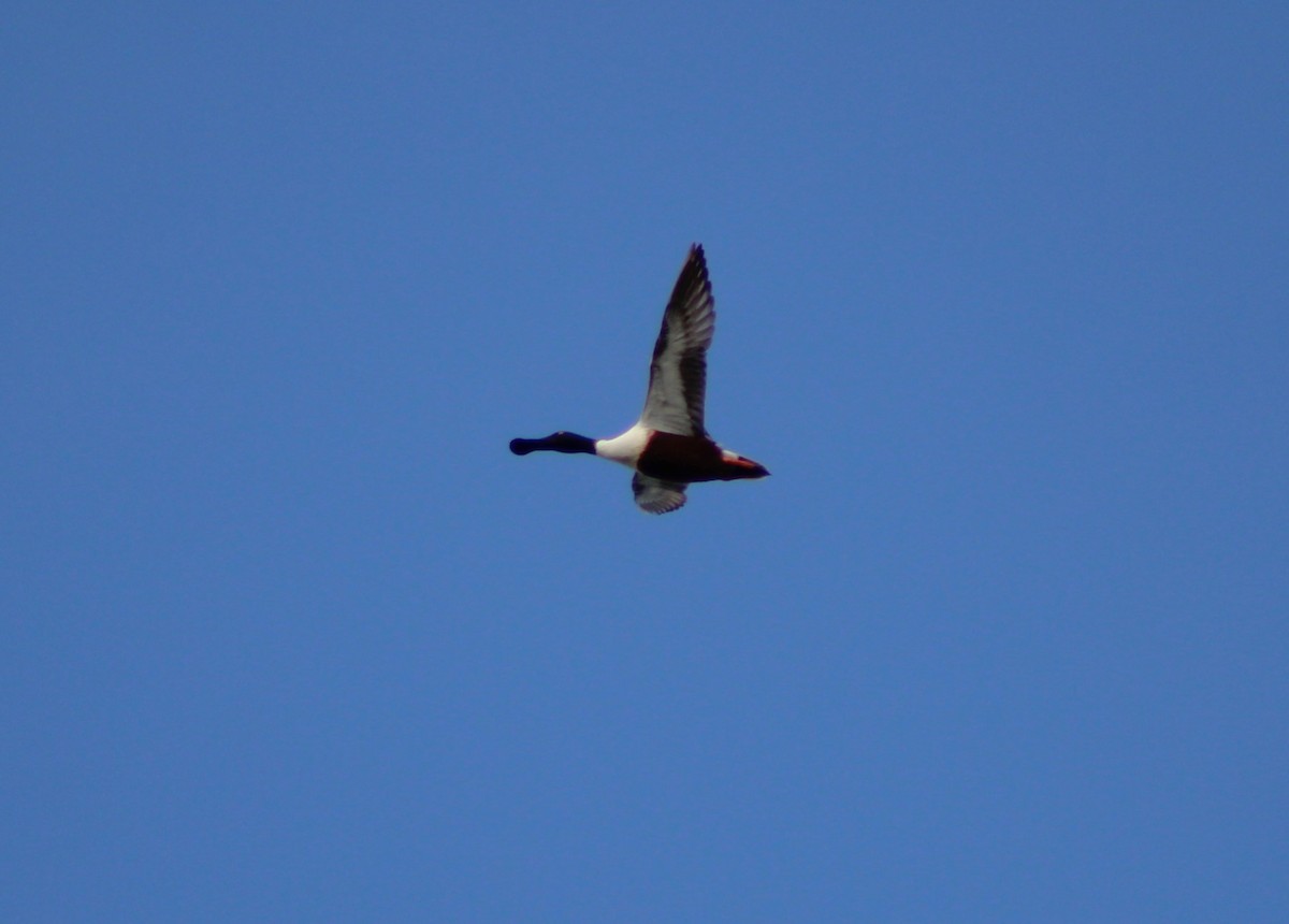 Canard souchet - ML617203936