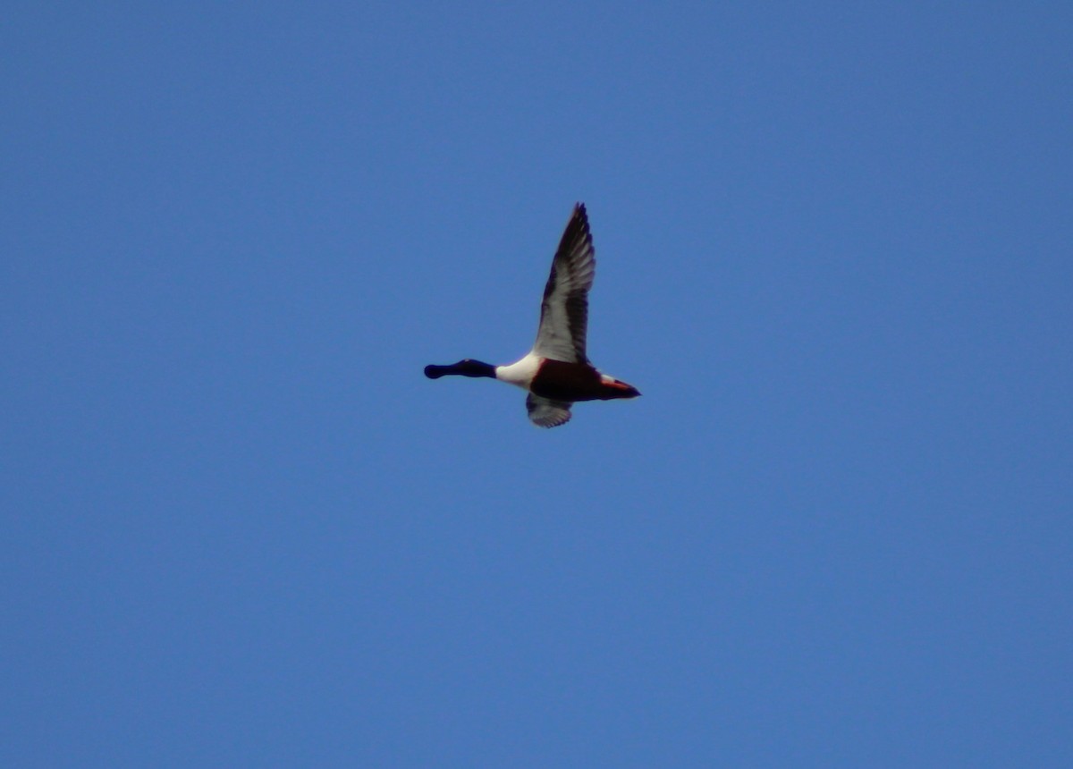 Northern Shoveler - ML617203936