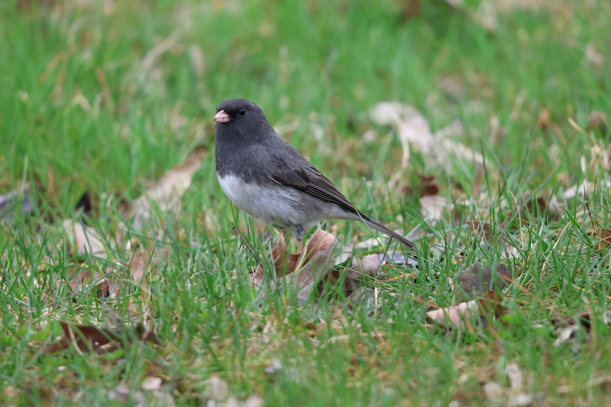 Junco ardoisé - ML617203939