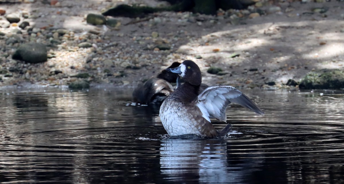 Greater Scaup - ML617203951